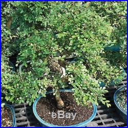 Brussel's Chinese Elm Bonsai New