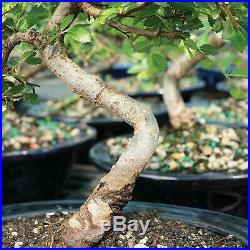 Brussel's Chinese Elm Bonsai X Large (Outdoor)
