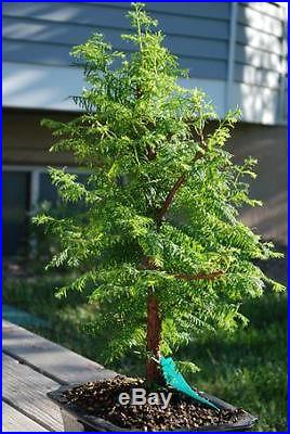 Brussel's Dawn Redwood Bonsai RARE TREE GREAT PRICE