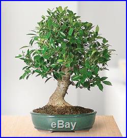 Brussel's Golden Gate Ficus Bonsai Tree Plant indoors Houseplant Best Gift New
