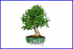 Brussel's Golden Gate Ficus Bonsai Tree Plant indoors Houseplant Best Gift New