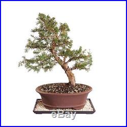 Brussel's Shimpaku Juniper Bonsai Large (Outdoor) with Humidi. 2DAY DELIVERY
