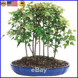 Brussel's Trident Maple Forest 7 Tree Bonsai X Large (Outdoor)