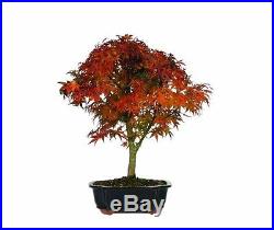 Brussels Japanese Maple Sharpes Pygmy Bonsai Plant Tree 10 Years old