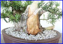 Buddhist Pine Bonsai, Massive Bonsai, Beautifully Styled, Great Deadwood Feature