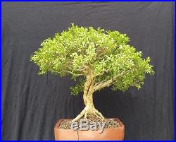 Buxus microphylla, bonsai, med, healthy, specimen, boxwood, Kingsville cousin