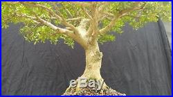 Buxus microphylla, bonsai, med, healthy, specimen, boxwood, Kingsville cousin