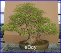 Buy Bonsai Trident Maple Bonsai Tree 110 Years Old Bonsai K6255