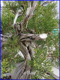 CALIFORNIA Juniper Bonsai tree live 500 years old LA grower twisted trunk