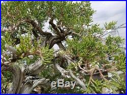 CALIFORNIA Juniper Bonsai tree live 500 years old LA grower twisted trunk