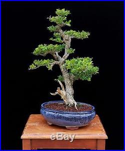 COLLECTED BOXWOOD with 2 ¼ TRUNK in CERAMIC POT