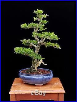 COLLECTED BOXWOOD with 2 ¼ TRUNK in CERAMIC POT
