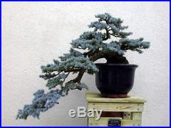 COLORADO BLUE SPRUCE (Picea pungens) SEEDS Evergreen Bonsai Tree 20Pack