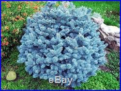 COLORADO BLUE SPRUCE (Picea pungens) SEEDS Evergreen Bonsai Tree 20Pack