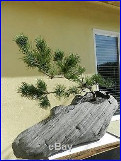 Custom Made Japanese Black Pine Bonsai Tree On Rock