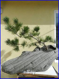 Custom Made Japanese Black Pine Bonsai Tree On Rock
