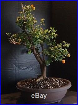 Calamondin Orange Fruiting Bonsai Tree