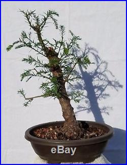 California Coast Redwood Bonsai Tree