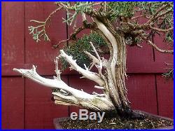 California Juniper bonsai specimen