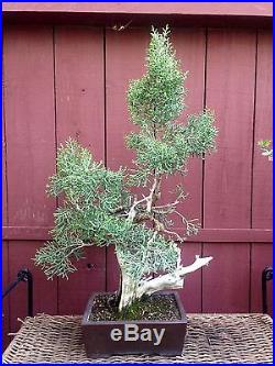 California Juniper bonsai specimen