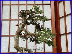 Catlin Chinese Elm Bonsai Tree 1 Trunk Windswept Style 4 Expose Roots