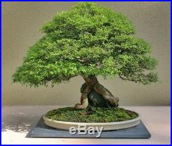 Catlin Chinese Elm Bonsai Tree 1 Trunk Windswept Style 4 Expose Roots