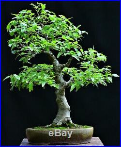 Caucasian Hackberry (Celtis caucasica) bonsai medium to large size
