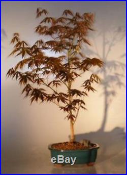Cheap Bonsai Trees for Sale Japanese Red Maple Bonsai Tree Large 10 Years C1273