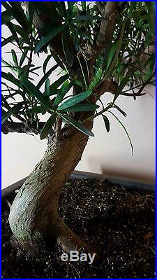 ChinesePodocarpusChuhin Bonsai Treeaka Buddhist PineLarge bonsaiimport