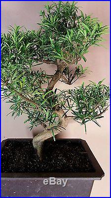 ChinesePodocarpusChuhin Bonsai Treeaka Buddhist PineLarge bonsaiimport