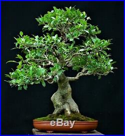 Chinese Banyan (Tiger bark) Ficus microcarpa bonsai medium size