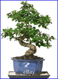 Chinese Bonsai Fukien Tea Indoor Tree White Blooms Red Berries Humidity Tray New