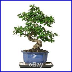 Chinese Bonsai Fukien Tea Indoor Tree White Blooms Red Berries Humidity Tray New