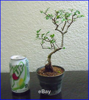Chinese Catlin Elm for mame shohin bonsai tree beginner multiple listing save