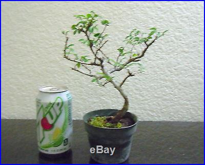 Chinese Catlin Elm for mame shohin bonsai tree beginner multiple listing save