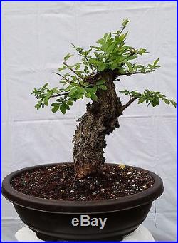 Chinese Cork Bark Elm Bonsai Tree