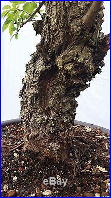 Chinese Cork Bark Elm Bonsai Tree
