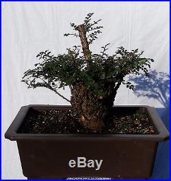 Chinese Cork Bark Seiju Elm Bonsai Tree