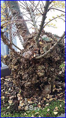 Chinese Cork Bark Seiju Elm Bonsai Tree