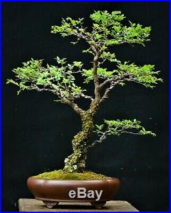 Chinese Elm #1, Cork Bark Ulmus parvifolia Corticosa' bonsai medium size