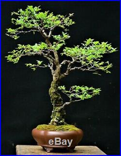 Chinese Elm #1, Cork Bark Ulmus parvifolia Corticosa' bonsai medium size