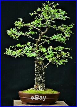 Chinese Elm #5, Cork Bark Ulmus parvifolia Corticosa' bonsai medium size