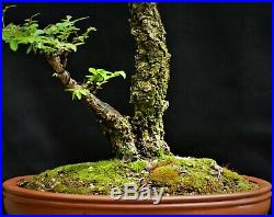 Chinese Elm #6, Cork Bark Ulmus parvifolia Corticosa' bonsai medium size