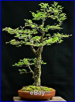 Chinese Elm #6, Cork Bark Ulmus parvifolia Corticosa' bonsai medium size