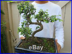 Chinese Elm Bonsai Bonsai Tree / Ulmus parvifolia Bonsai Tree