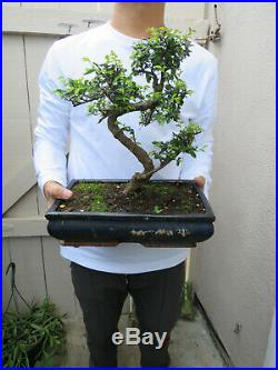 Chinese Elm Bonsai Bonsai Tree / Ulmus parvifolia Bonsai Tree