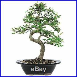 Chinese Elm Bonsai Live Garden Home Plant 7 Years Old Deciduous Yard Best Gift