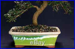 Chinese Elm Bonsai Outdoor/Indoor Large Beginner Bonsai Tree CE8003