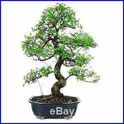 Chinese Elm Bonsai Plant Tree Garden and Home New Free Shipping Best Gift