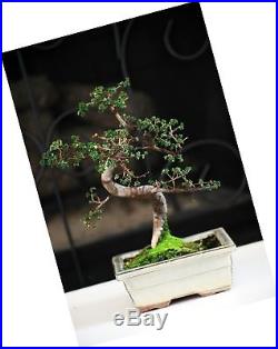Chinese Elm Bonsai Tree